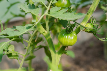 Wall Mural - Closeup group of young green tomatoes growing in greenhouse. Green tomatoes plantation. Organic farming. Agriculture concept. Unripe tomatoes fruit on green stems.