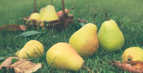 Basket of fresh pears in the garden