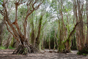 National primeval forest in Xuyen Moc District, Ba Ria Vung Tau Province, Vietnam in the dry season. The roots are exposed beautifully. This place is very suitable for making wedding photos.