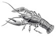 Vector High Detail Lobster Engraving