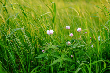 Beautiful and unusual wildflowers among green grass