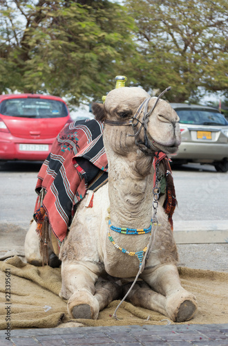 Fotografia, Obraz Decoratively decorated camel with a blanket resting lying waiting for visitors