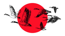 Flying Flock Of Wild Geese On A Red Sun Background. Hunting Club Design. Vector Sketch.