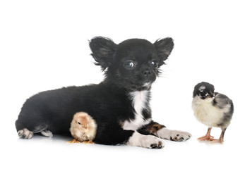 Sticker - puppy chihuahua and chick