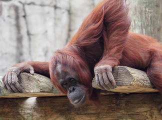 Wall Mural - Orangutan Staring and Thinking