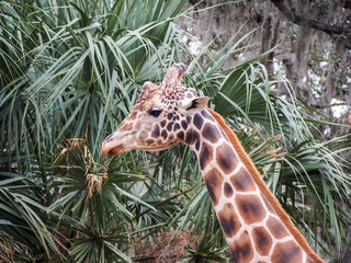 Wall Mural - Tall Giraffe in Trees