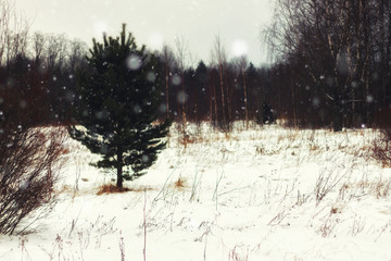 winter forest landscape sunlight and snow