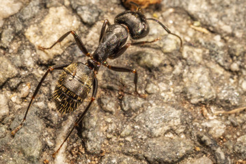 Wall Mural - Ant
