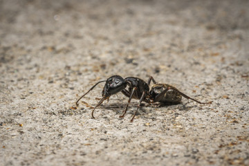 Wall Mural - Ant