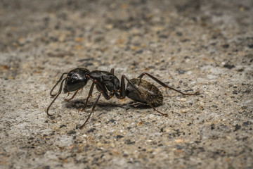 Wall Mural - Ant