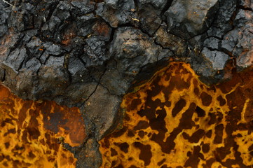 Chaga texture background of a mushroom outgrowth on a birch trunk