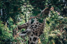 Hungry Giraffe 