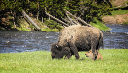 Wall Mural - bison with calf in field