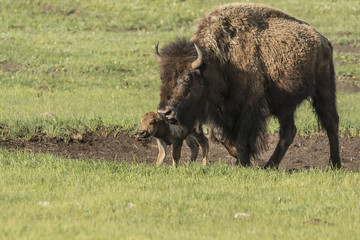 Wall Mural - bison with calf