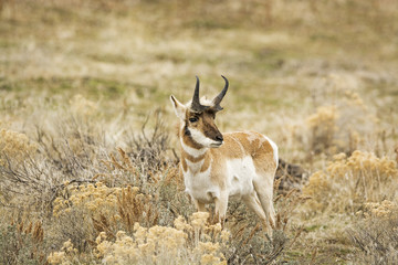 Wall Mural - pronghorn antelope in field