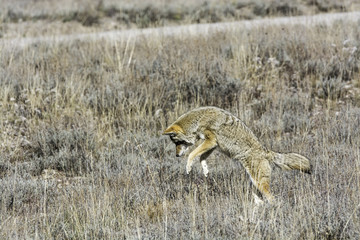 Wall Mural - coyote hunting