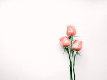 Rose Flower In Minimalistic Style Top View Three Fresh Pink Roses Are Lying On A White Background Photo Template With Copy Space