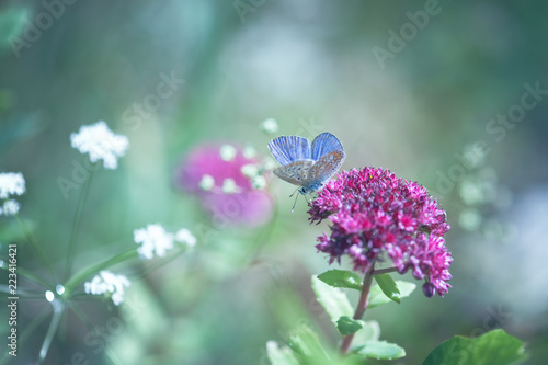 Argus Bleu Sur Fleur Rose De Sédum Buy This Stock Photo