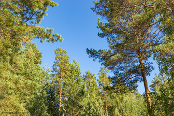 Pine forest against the blue sky, summer. Russian nature.