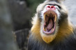 Bored mandrill yawns showing teeth