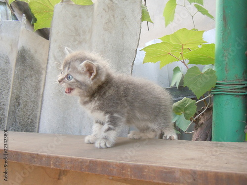 Fototapeta na drzwi i meble kitten