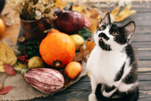 Cute Cat Sitting At Beautiful Pumpkin In Light, Vegetables On Bright Autumn Leaves, Acorns, Nuts On Wooden Rustic Table. Hello Autumn. Fall Season. Happy Thanksgiving Concept