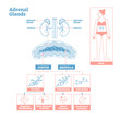 Adrenal Glands of Endocrine System. Medical science vector illustration diagram.