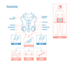 Poster - Testicle - part of Endocrine System. Medical science vector illustration diagram