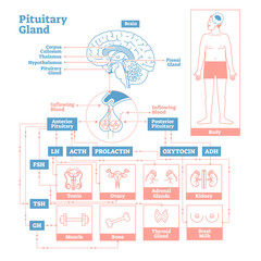 Poster - Pituitary Gland of Endocrine System. Medical science vector illustration diagram.