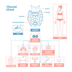 Wall Mural - Thyroid Gland of Endocrine System. Medical science vector illustration diagram.