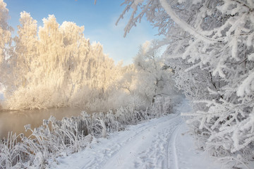 Fototapete - Snowy winter. Frosty winter landscape with hoarfrost on plants and trees. Amazing winter scene on clear morning. Christmas background. Xmas time. Frost and snow in december. Snowy nature.