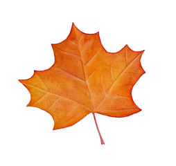 colorful drawing of decorative maple leaf. traditional autumn season symbol. cute shape, bright warm