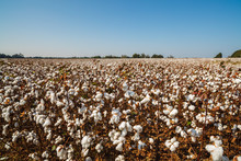 Alabama Cotton Field