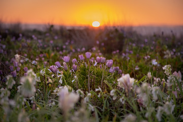 mass of purple flowers on sand dunes