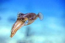 Beautiful Colorful Caribbean Reef Squid From Little Cayman Underwater While Scuba Diving