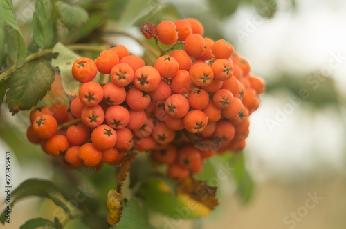 Fotografie, Obraz A branch of autumnal rowan tree close-up