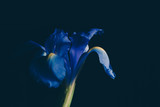 Blue iris flower on dark faded background - studio shot