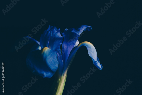 Blue Iris Flower On Dark Faded Background Studio Shot