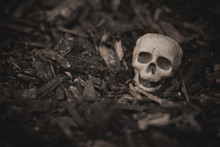 Heap Of Skulls On Ground For Halloween Design