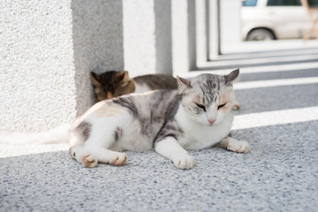 Wall Mural - cat sleeping with her daughter