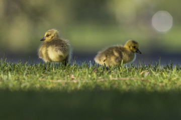 Poster - canada goose babies in spring