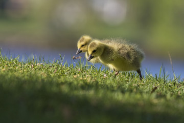 Sticker - canada goose babies in spring