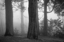 Spooky Forest With Fog And Old Trees