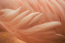 Close Up Pink Flamingo
