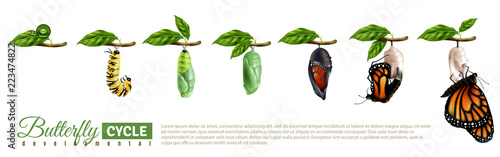 Cuadros en Lienzo Butterfly Metamorphosis Horizontal Set