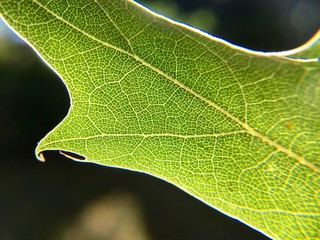 Bright Lime Green leaf With Sunshine Coming Through It 