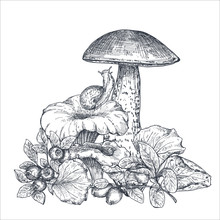 Vector Composition Of Hand Drawn Forest Mushrooms With Fall Leaves, Snail, Cranberry