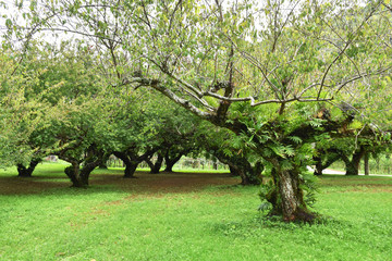 Plum tree plantation at Ang Khang on green season, Chiang  Mai, Thailand