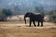 Elefant im Kruger-Nationalpark in Südafrika