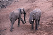 Elefanten im Kruger-Nationalpark in Südafrika